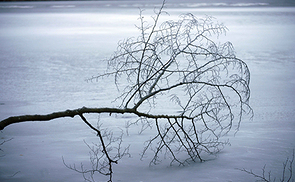 Baum in einer Winterlandschaft